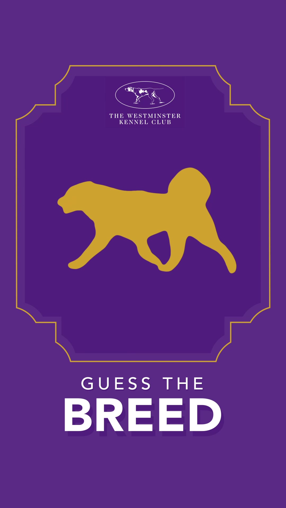 @Westminster Kennel Club