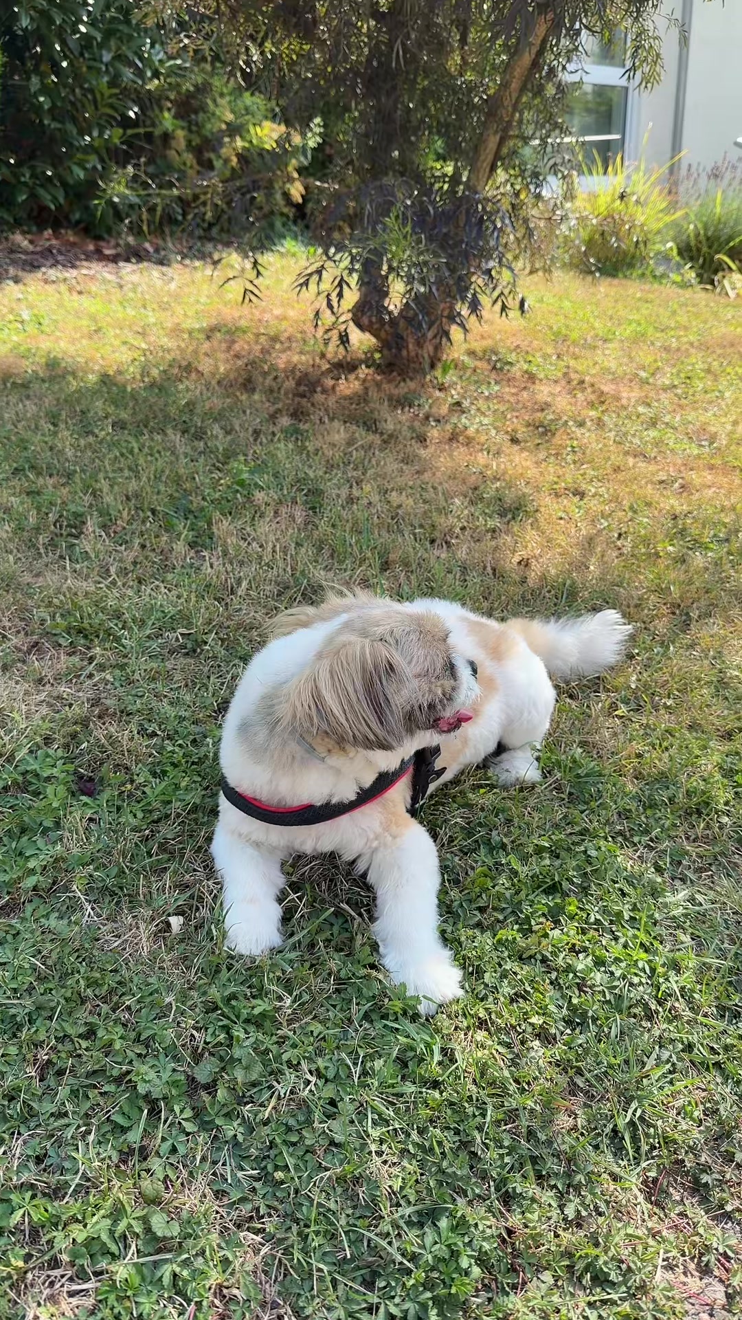 @🦮🐕&zwj;🦺🐕&zwj;🦺Pufy🐕&zwj;🦺🐕&zwj;🦺🦮