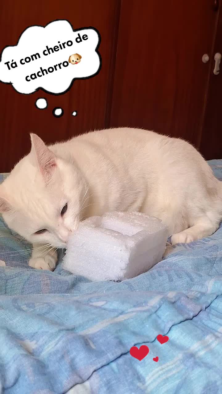 @MagdAmAnimais😾🐶🕊🐅🐍🐢🦜