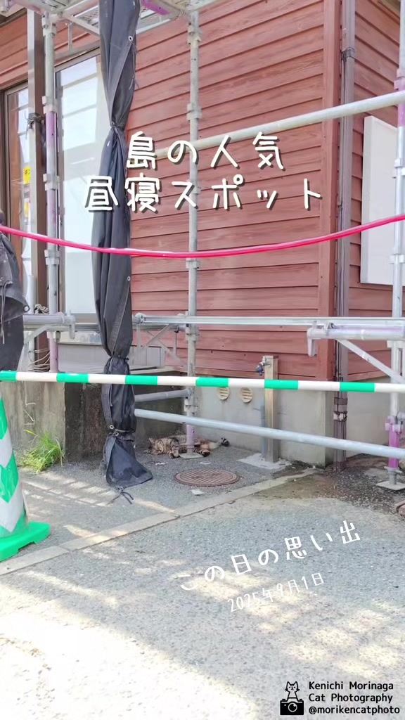 @猫写真家 森永健一