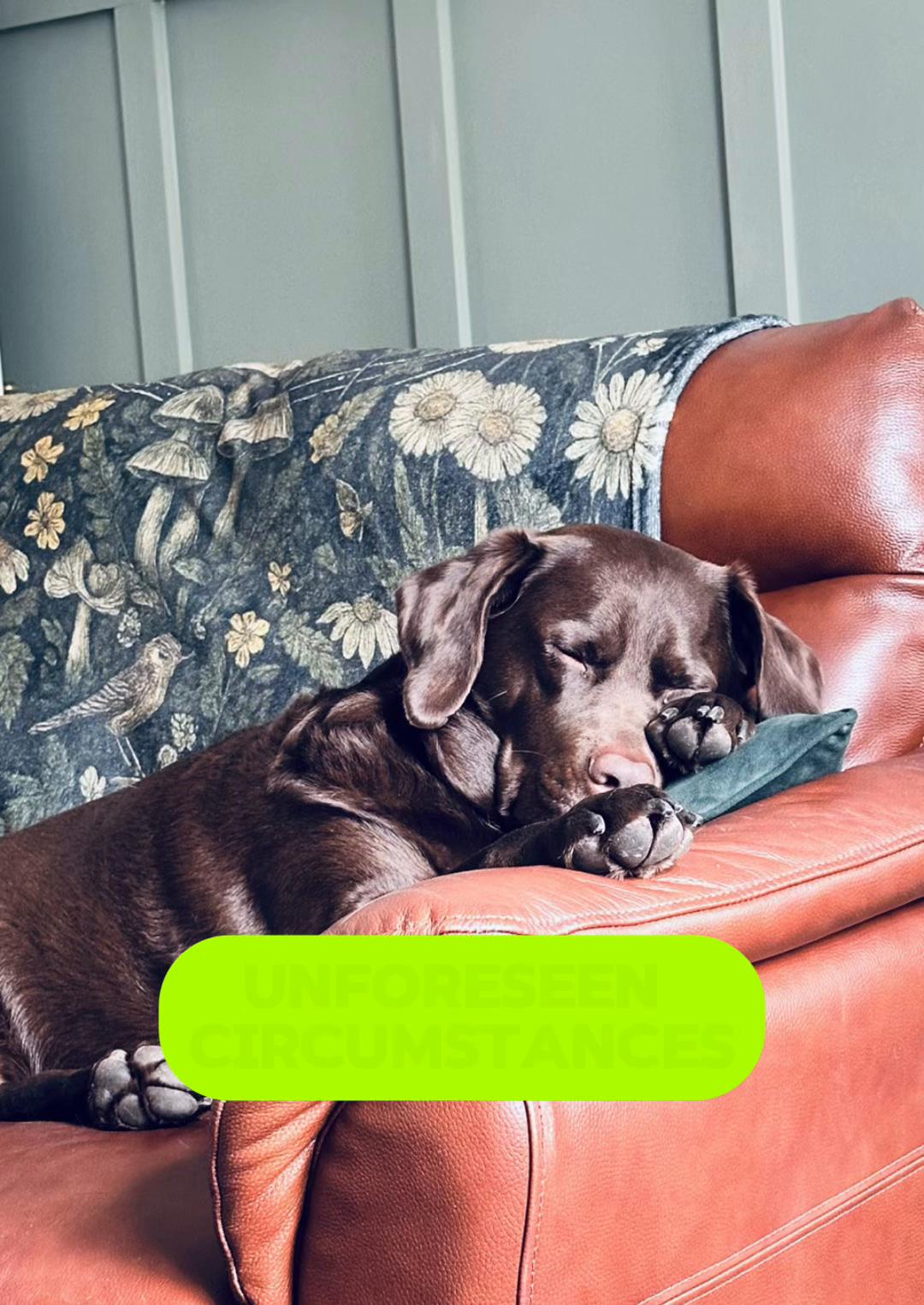 @Charlie the Chocolate Lab