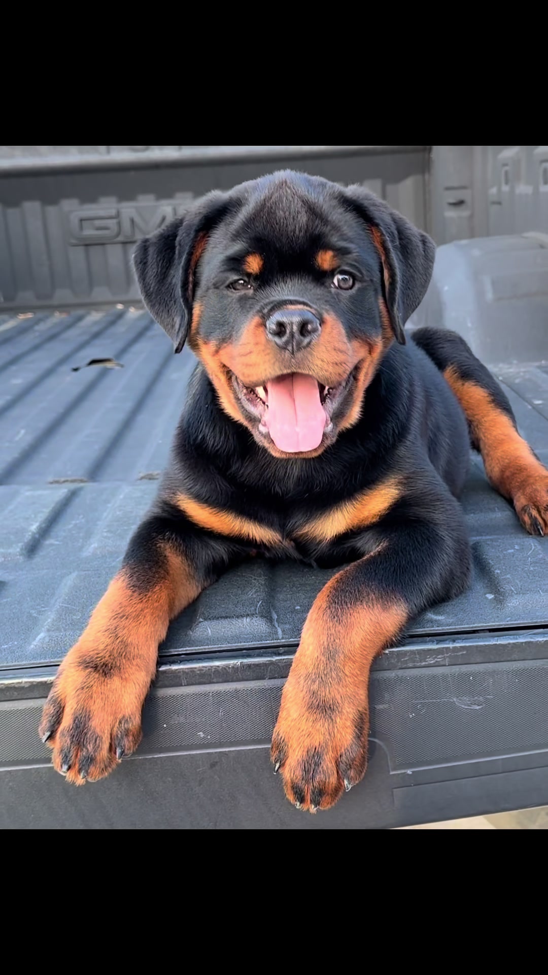 @King Vasko Rottweilers