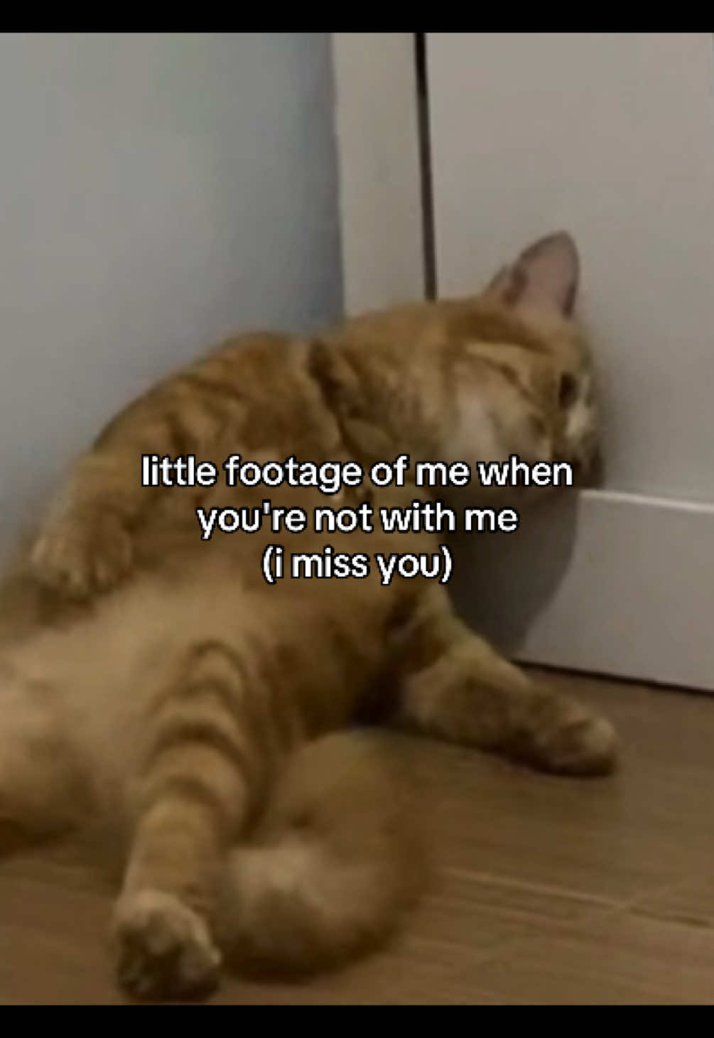 @Alice.cattok