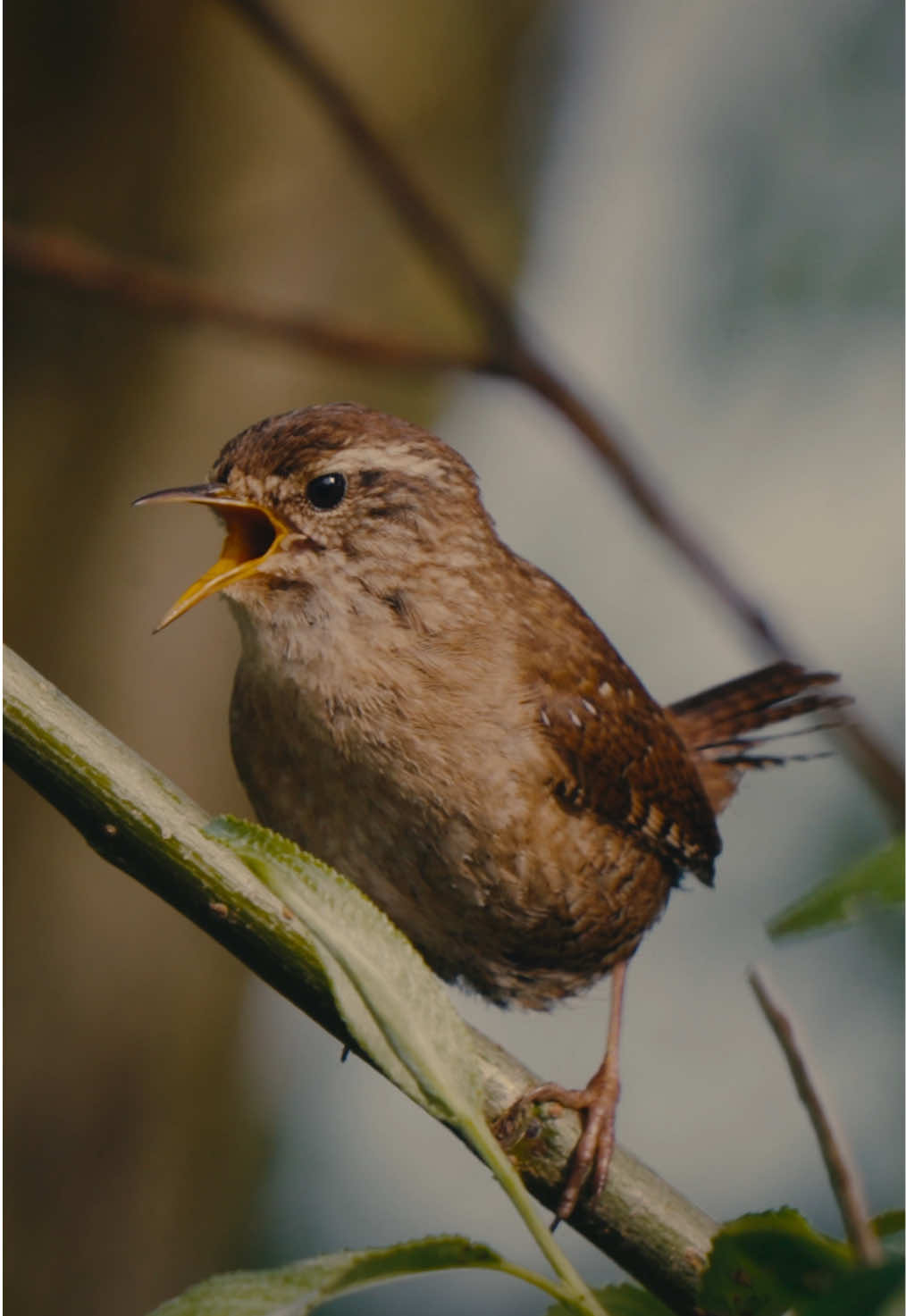 @robinswildlife