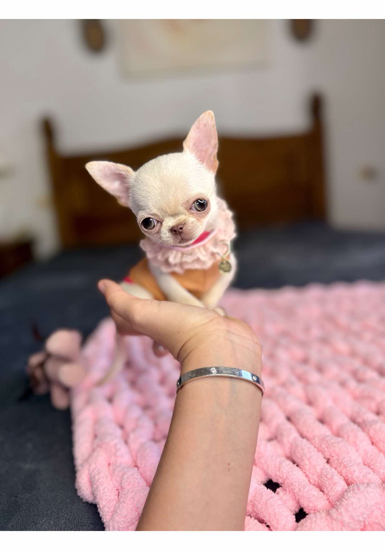 @teacupchihuahua
