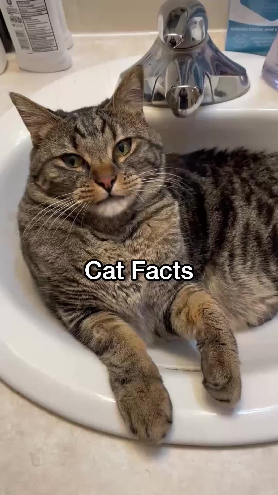@Chip The Manx
