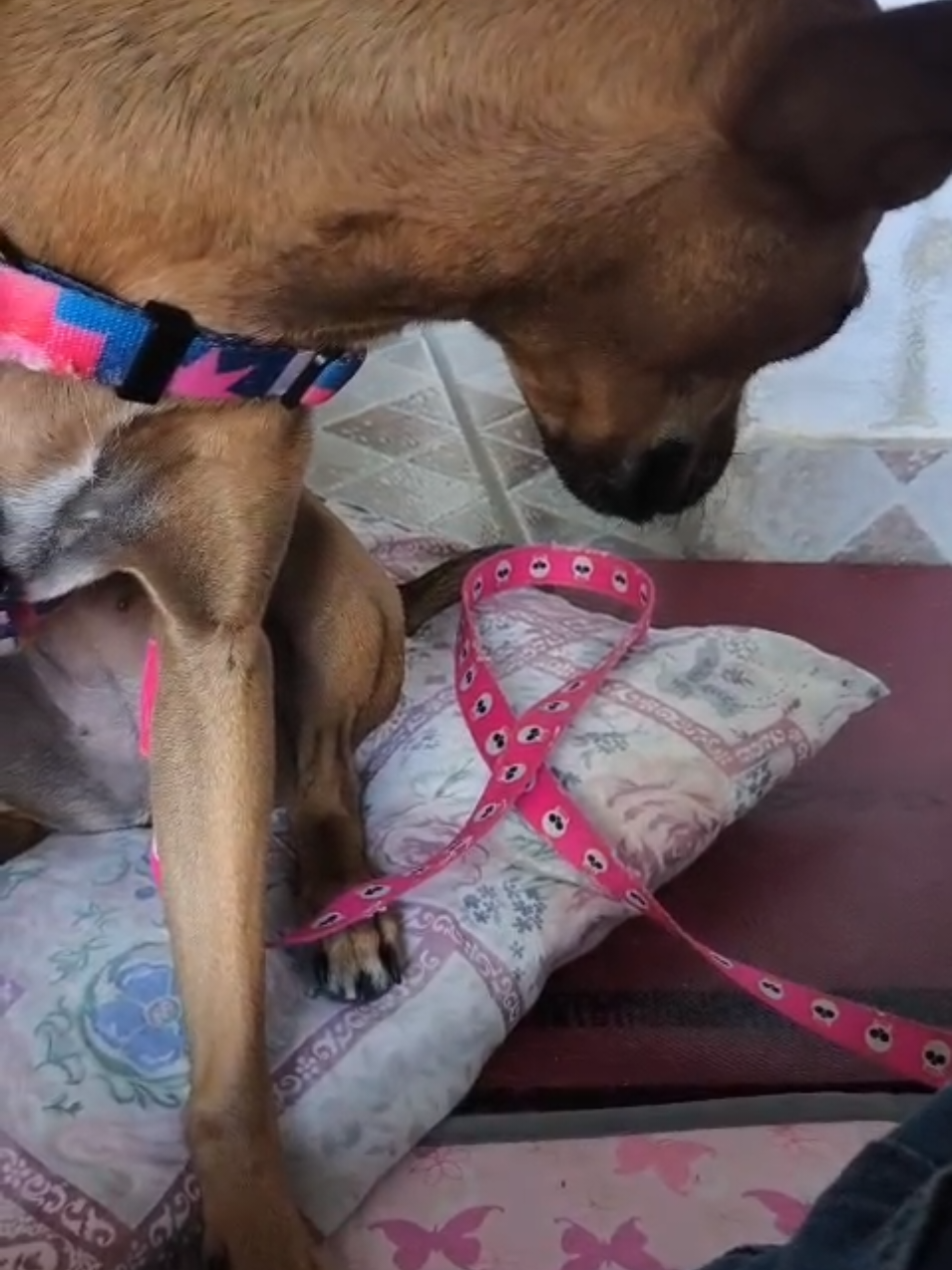 @Belinha e tiamara