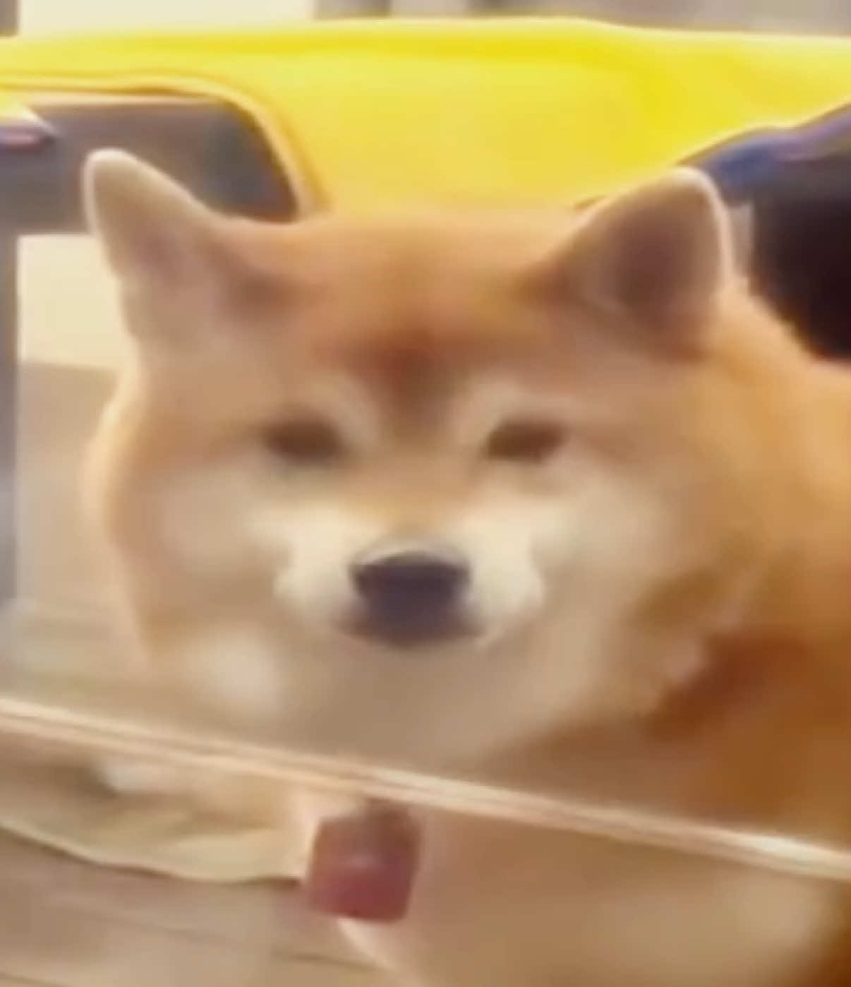 @top dawg