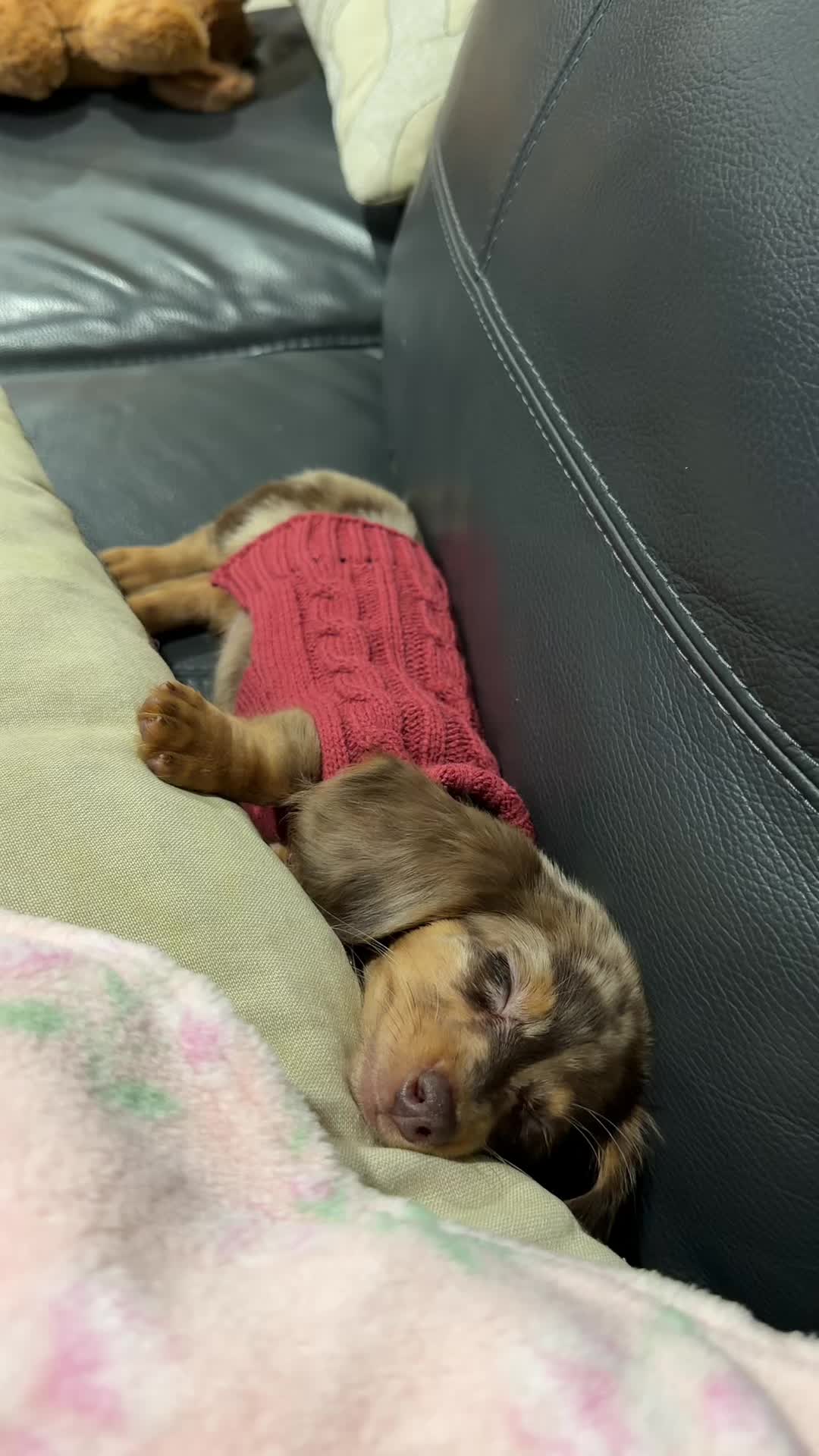 @Oli the Mini Doxie