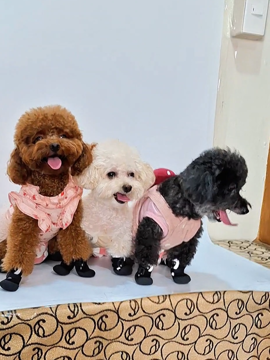 @Maisy Mouse 🐩🐾❤️🇵🇭