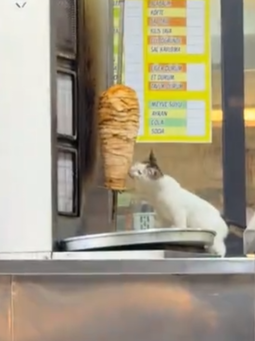 @Random Cat Stuff