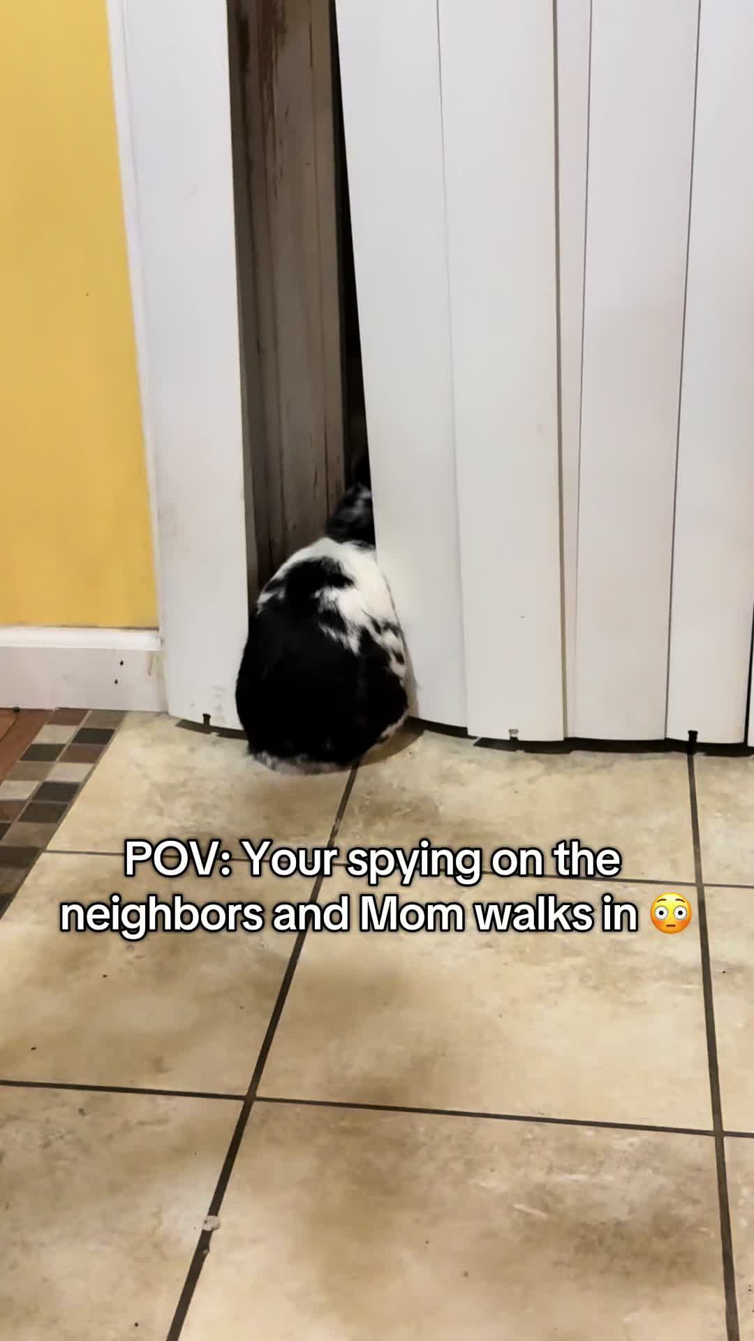 @Pablo the rabbit