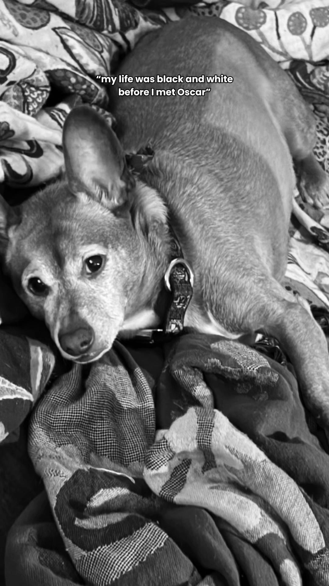 @Oscar the Chiweenie ✌️💙🐾