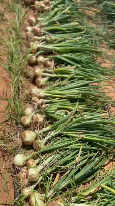 @🇸🇳JEUNE AGRICULTEUR🇸🇳