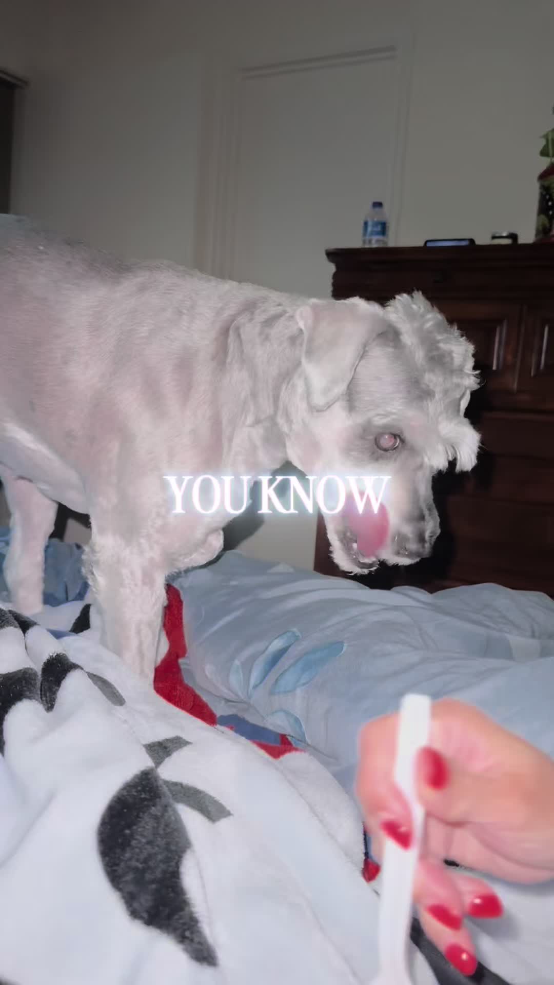 @Cooper The Schnauzer