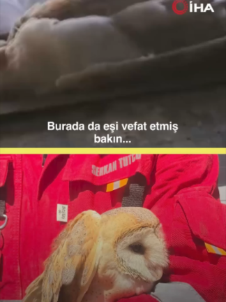 @gzt