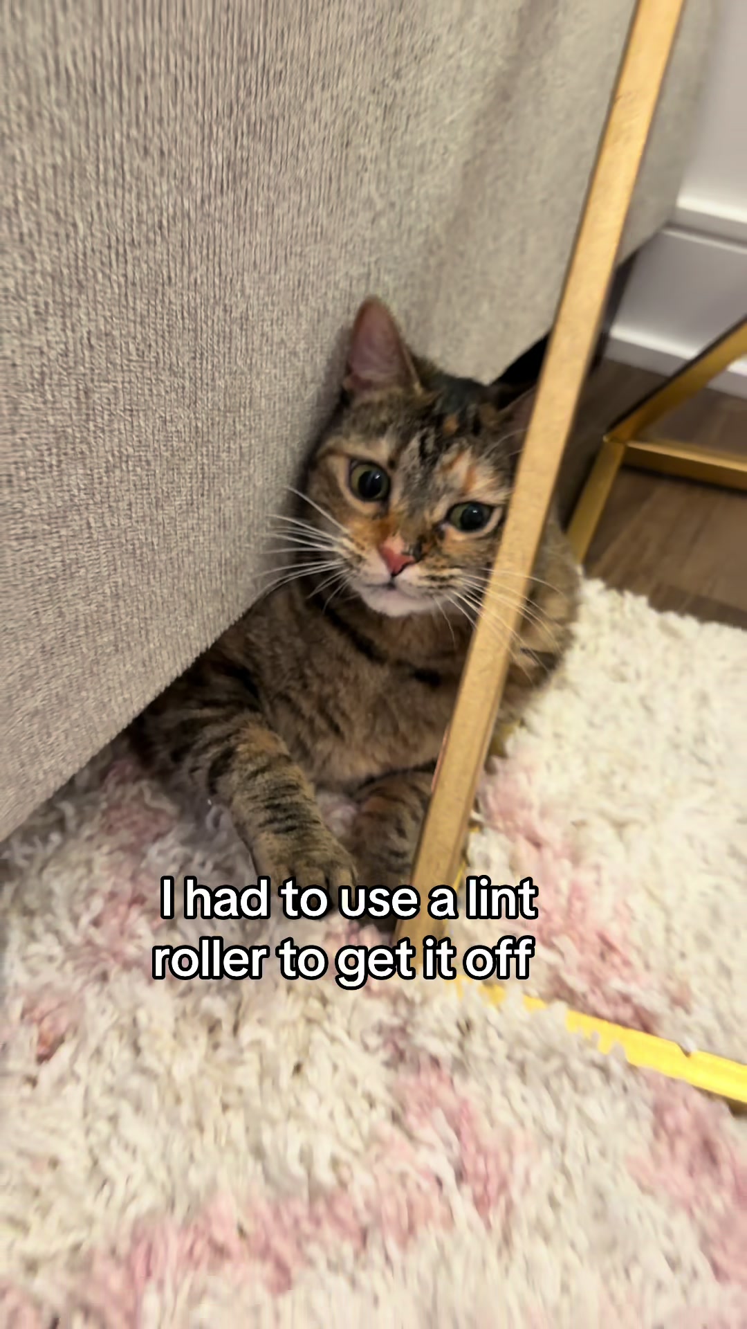@Petal the kitty