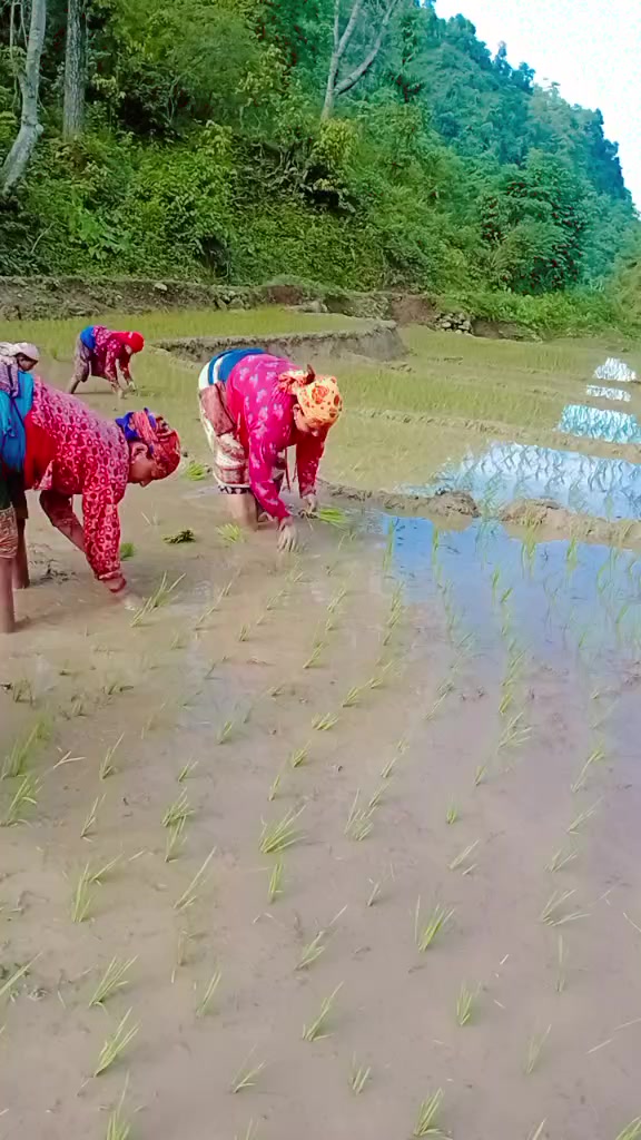 @Sushila Mahat