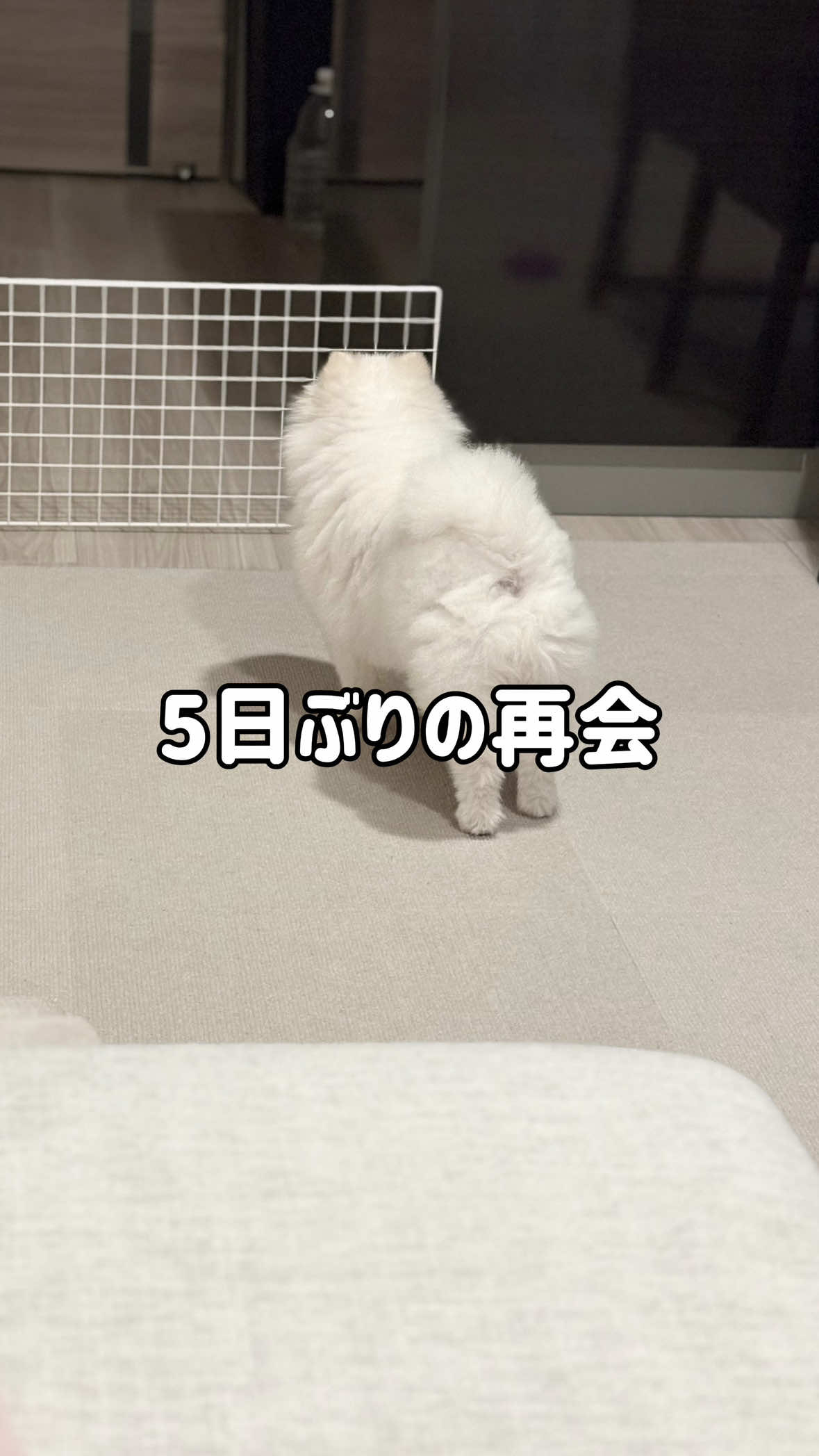 @ポメラニアンのミル🍼