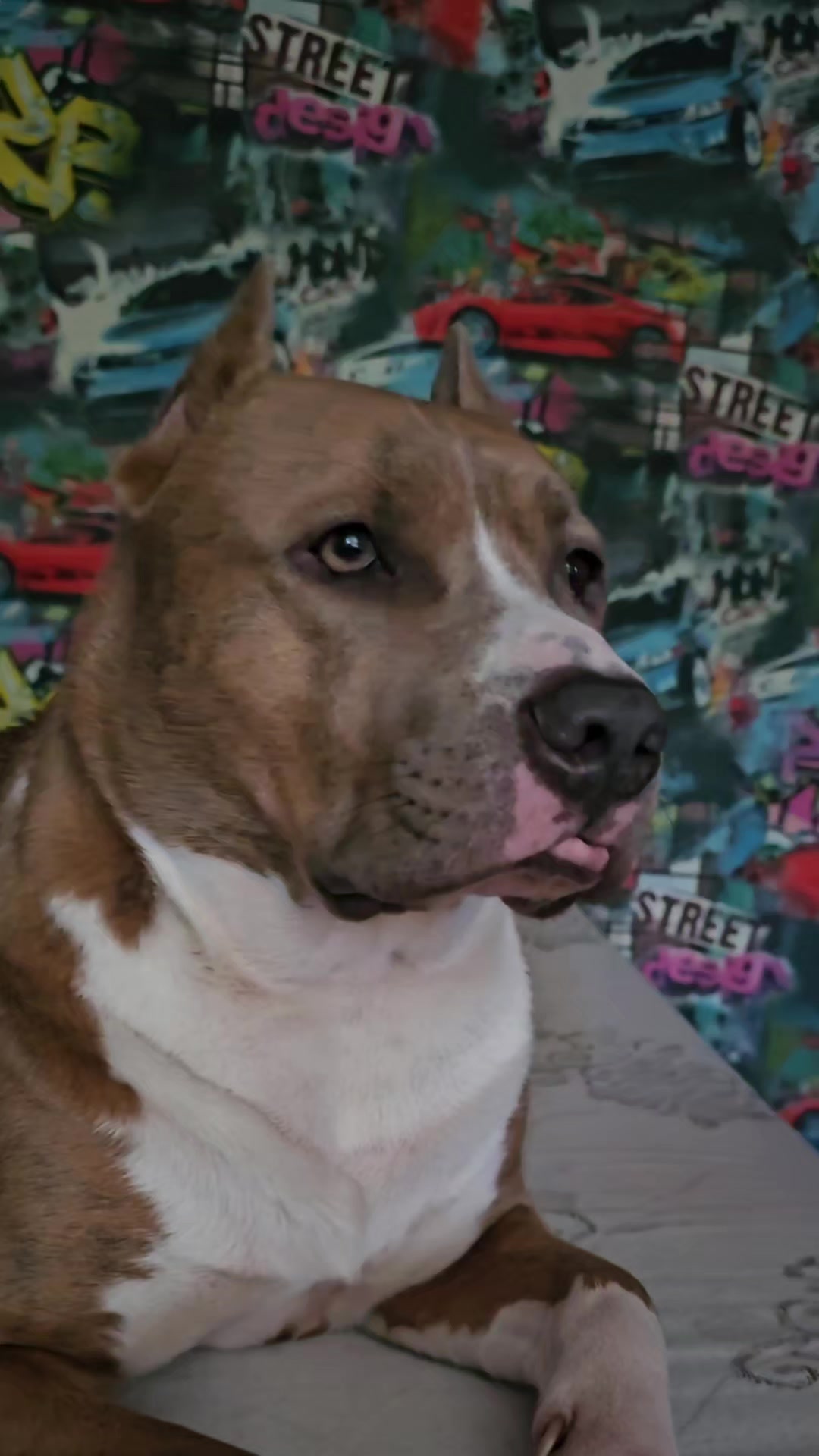 @Pitbul Fred