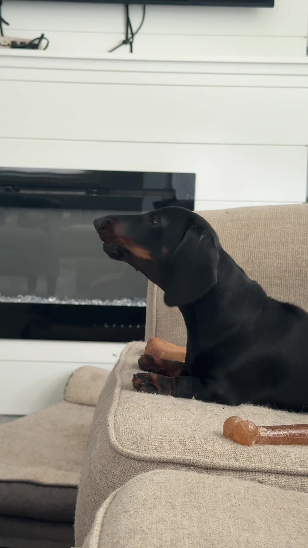 @olive the mini dachshund
