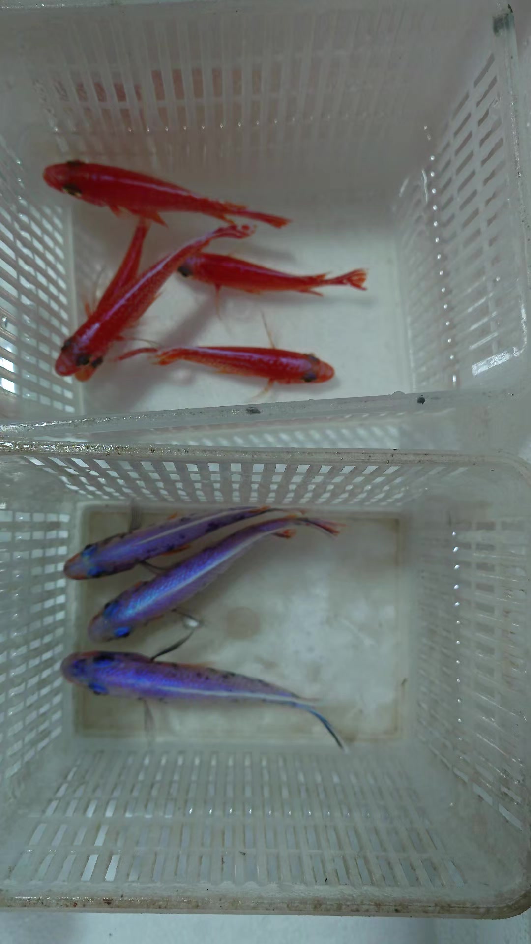 @Long life pet fish co. Ltd