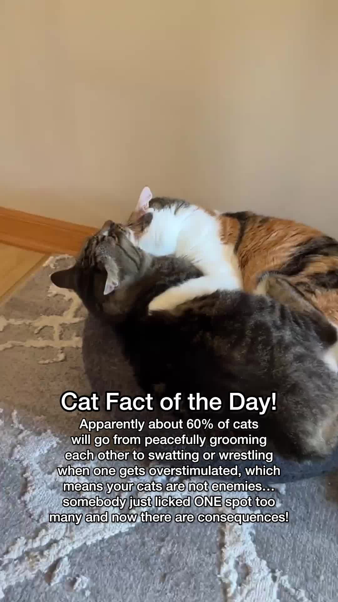 @Chip The Manx