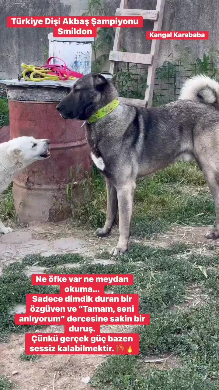 @Fırat yalçın Sevgi