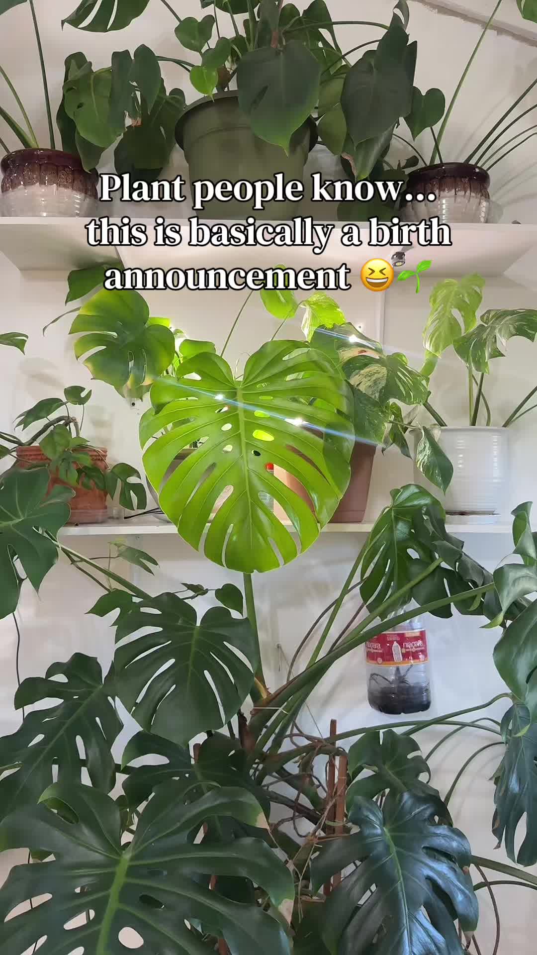 @plant_trappin_apothecary