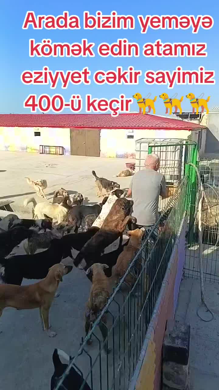 @Sahibsiz heyvanlara dəstək