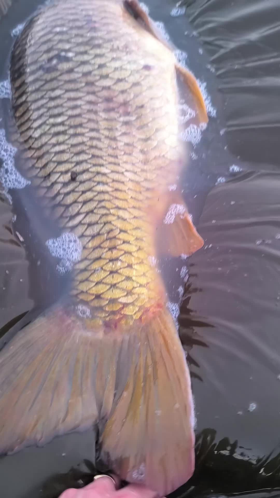 @Jocarpfishing