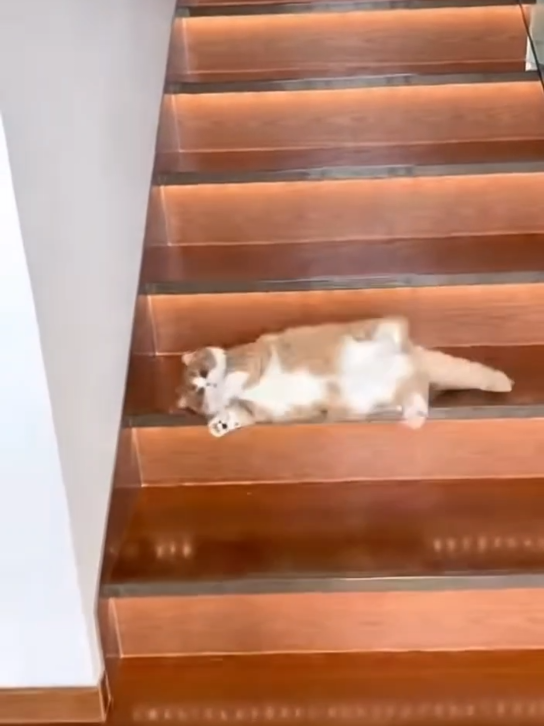 @Chonky World Of Cats