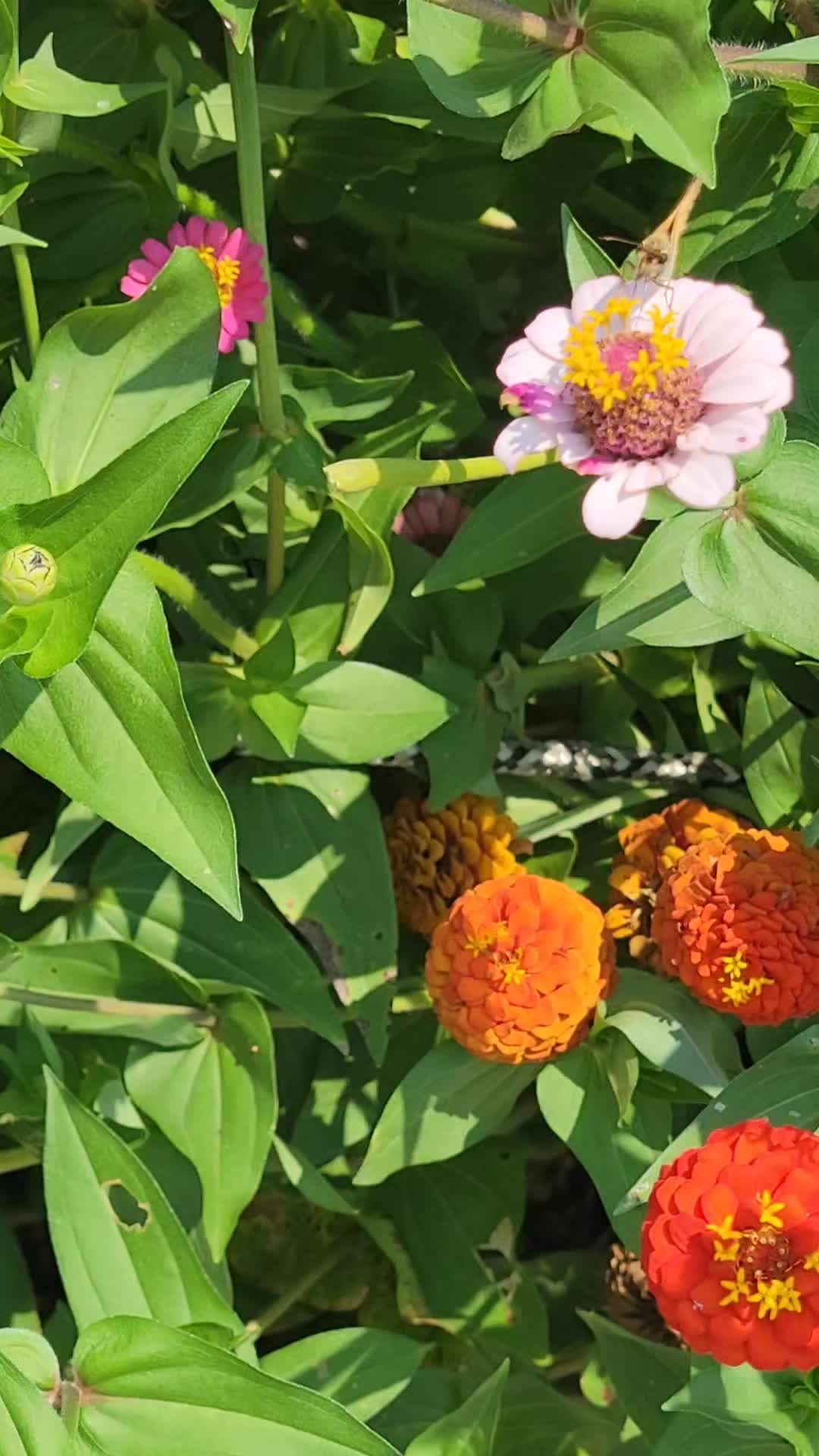 @TheNakedPlantLadyLLC