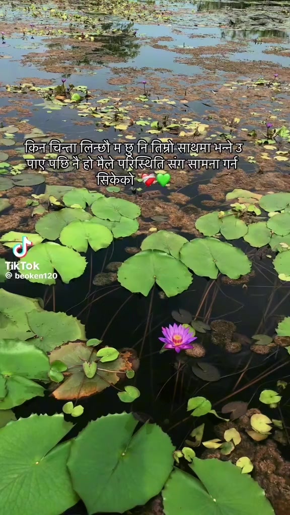 @rajip akauliya 🇰🇷