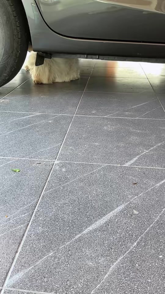 @アモーンパキスタン