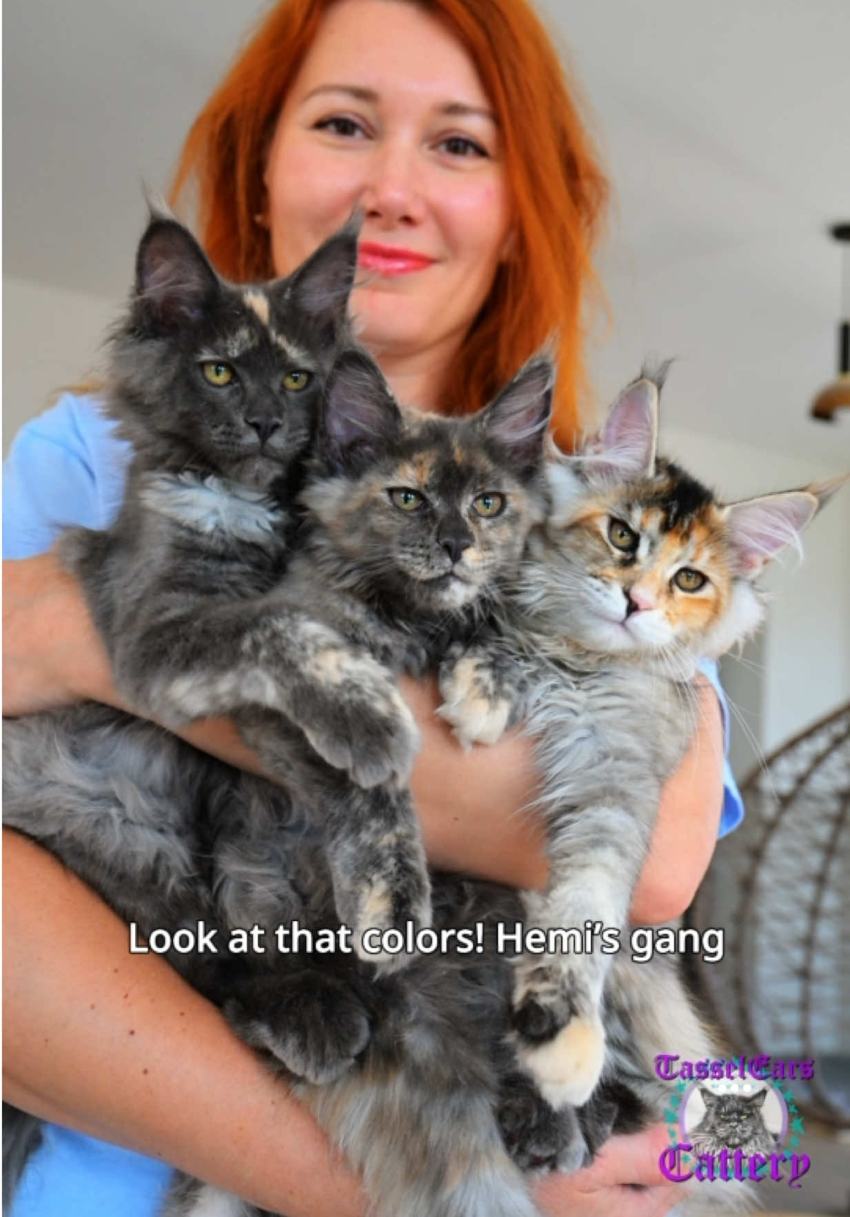 @Tassel Ears Maine Coon Cattery