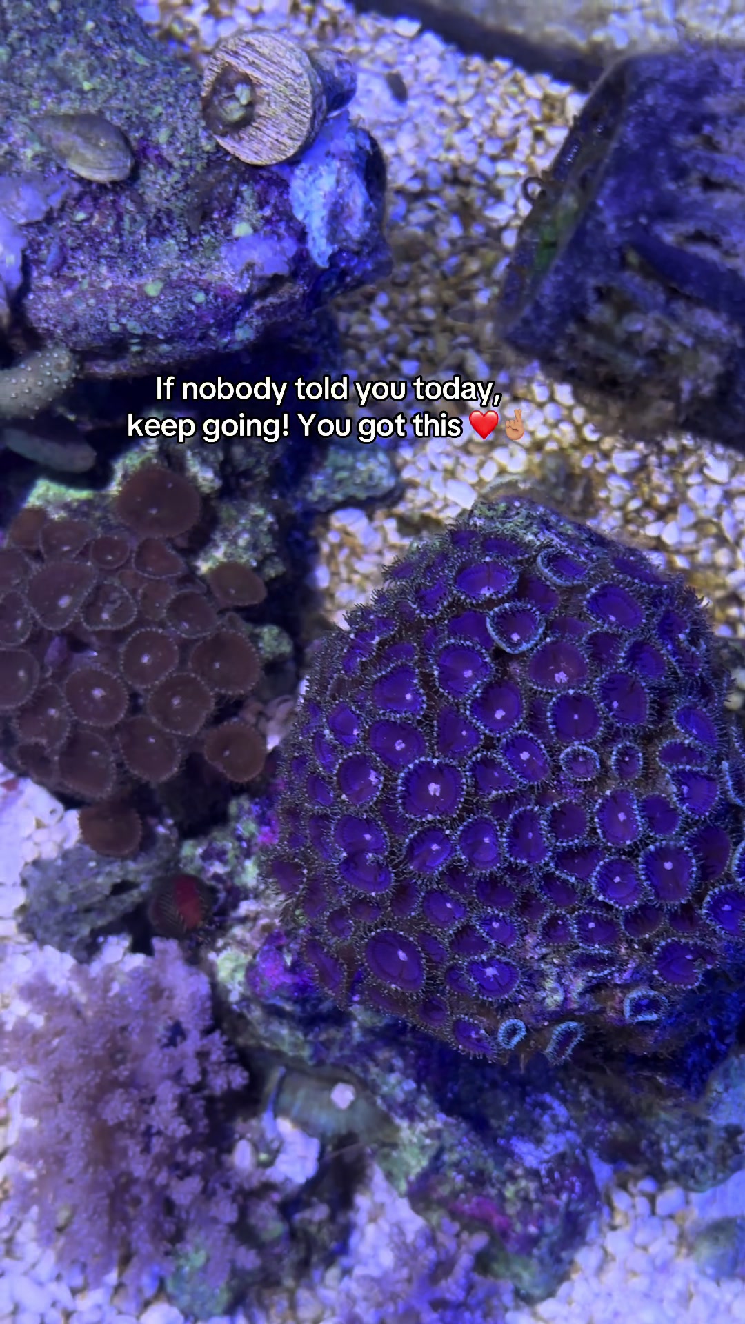 @ReefSync