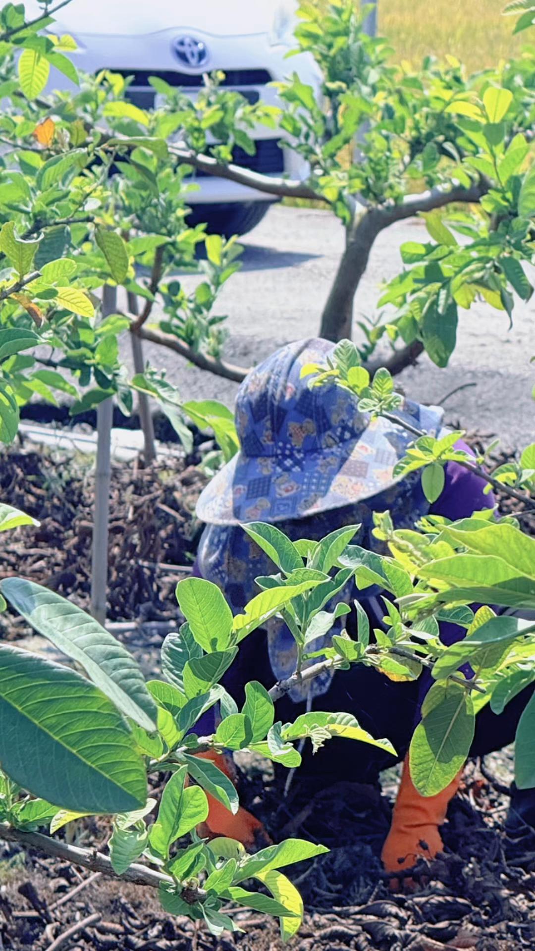@滿幸福果園
