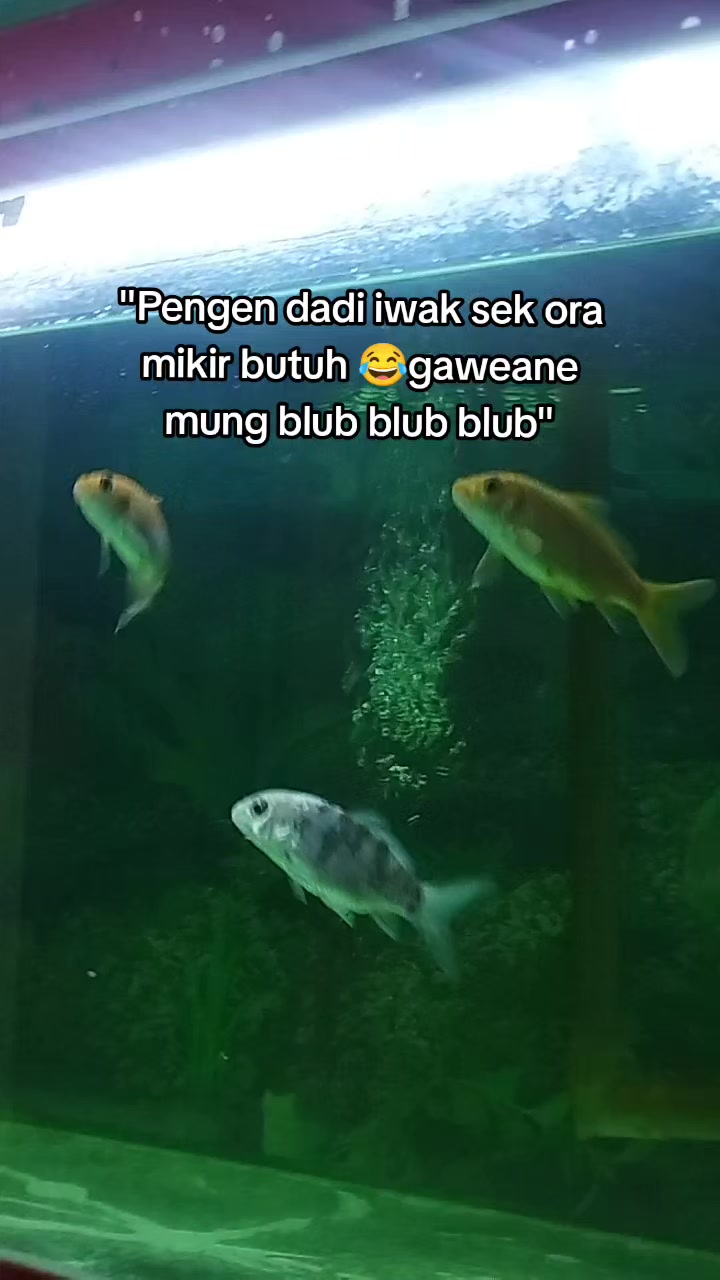 @WL