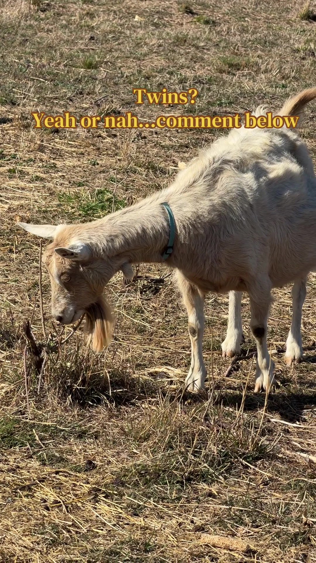 @Thegoatfather