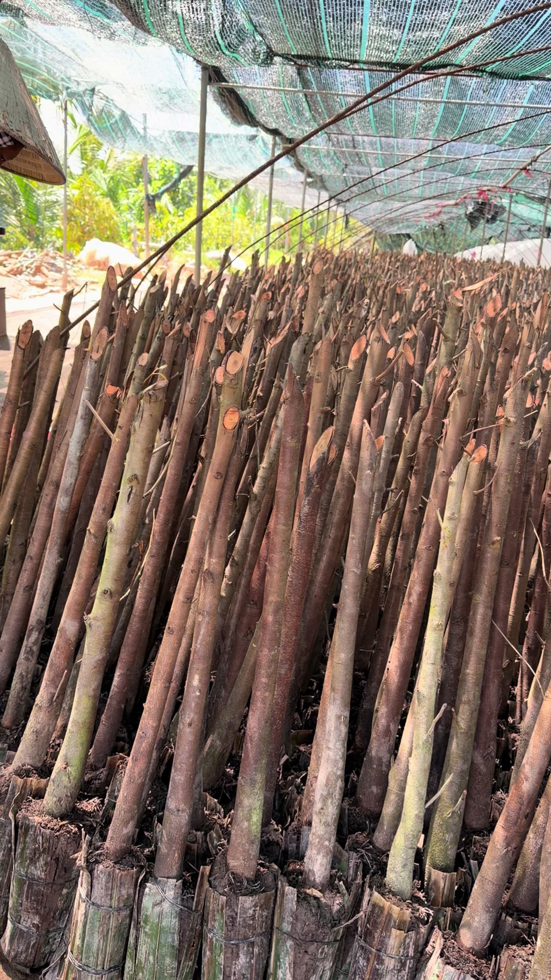 @Hùng Chương STCG Welofarm