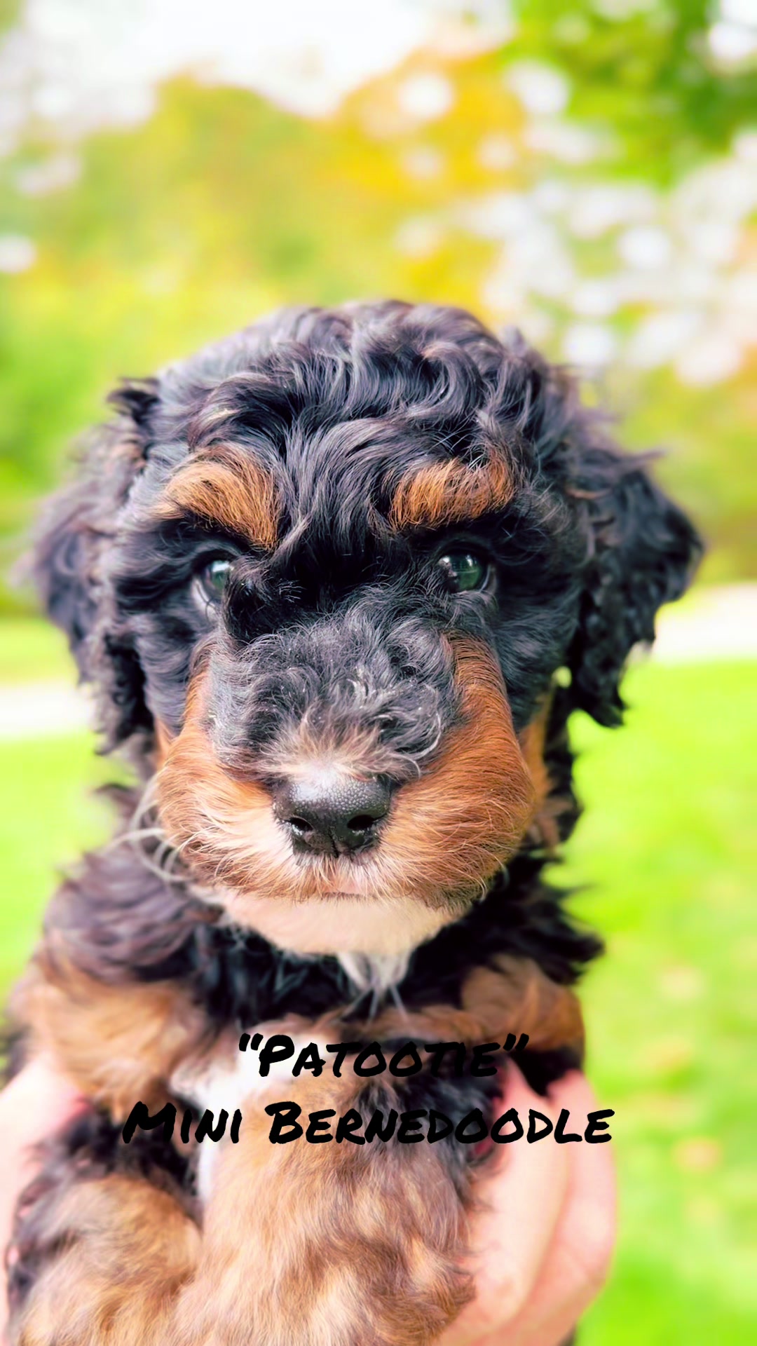 @Rocky View Bernedoodles 🇨🇦