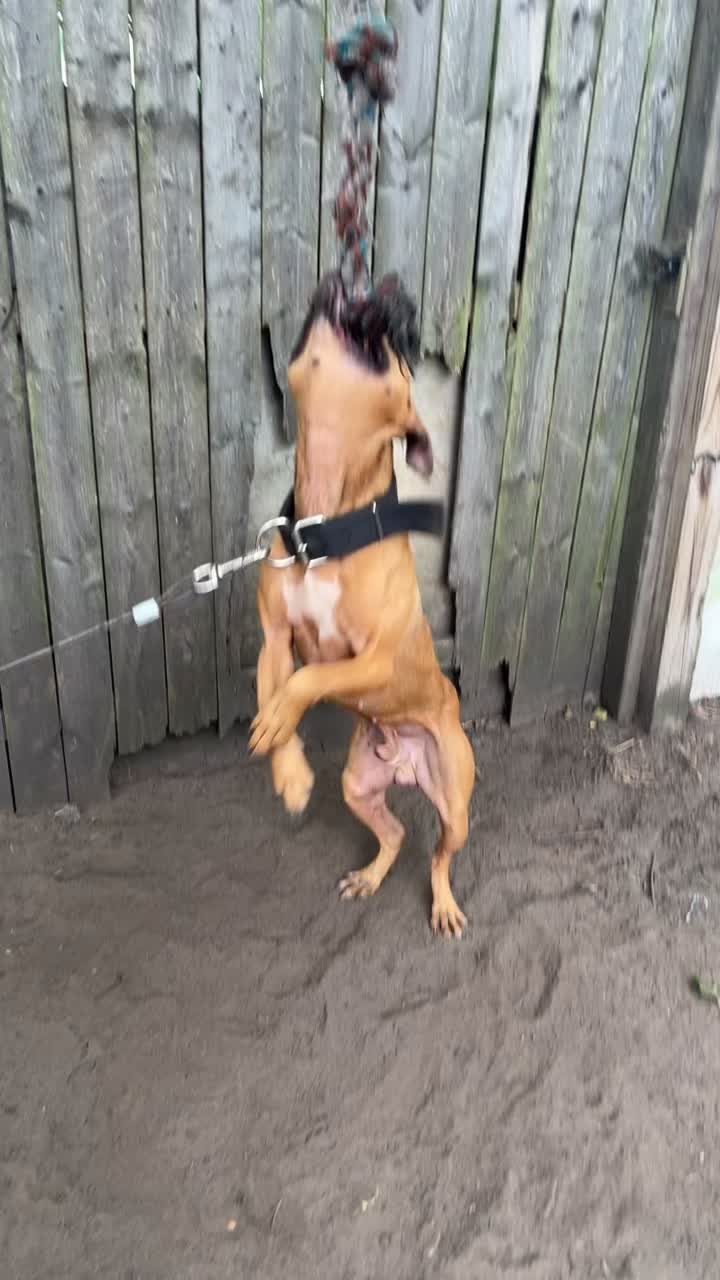 @themreal_hounds