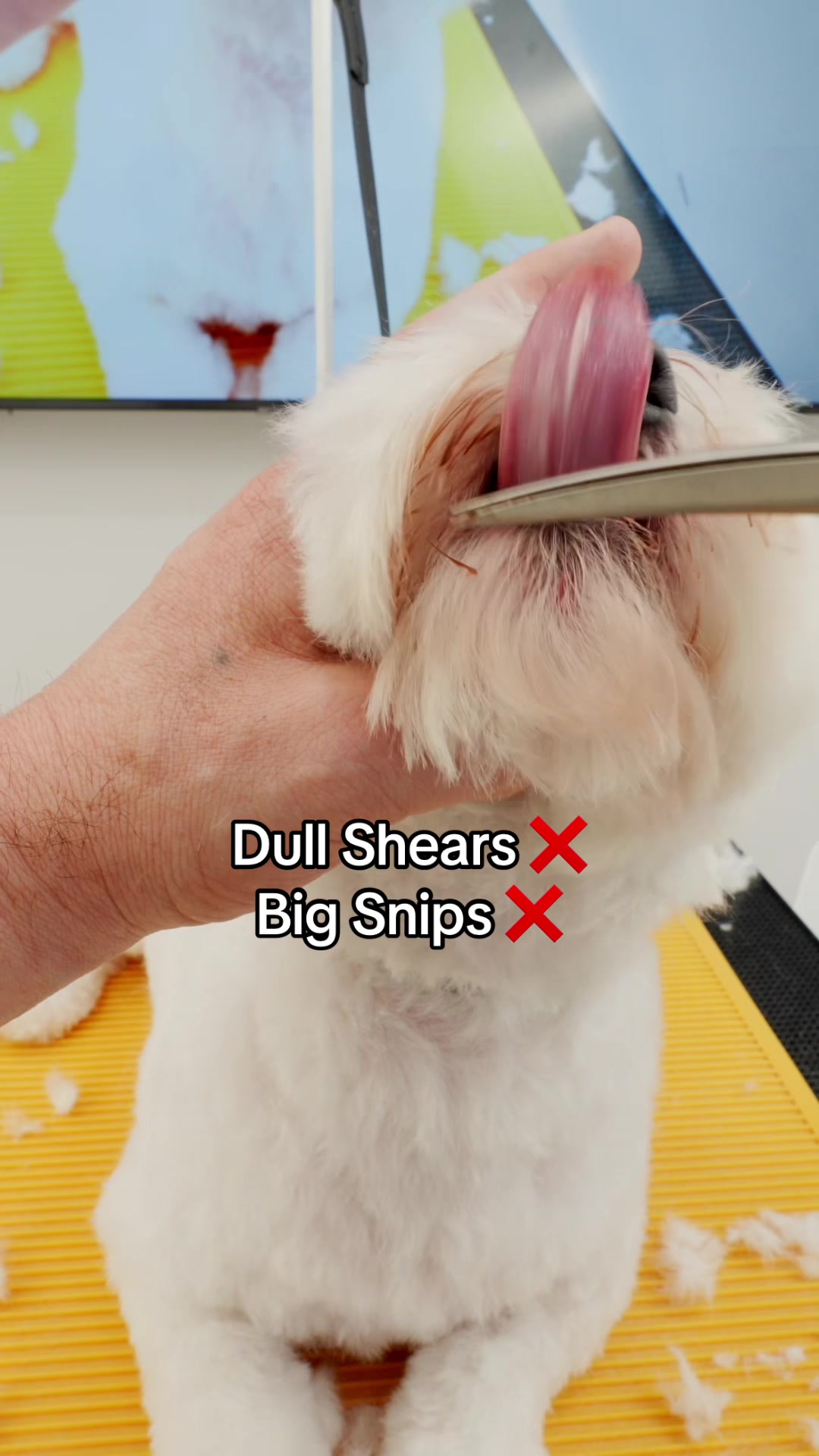 @NorCal Grooming Academy