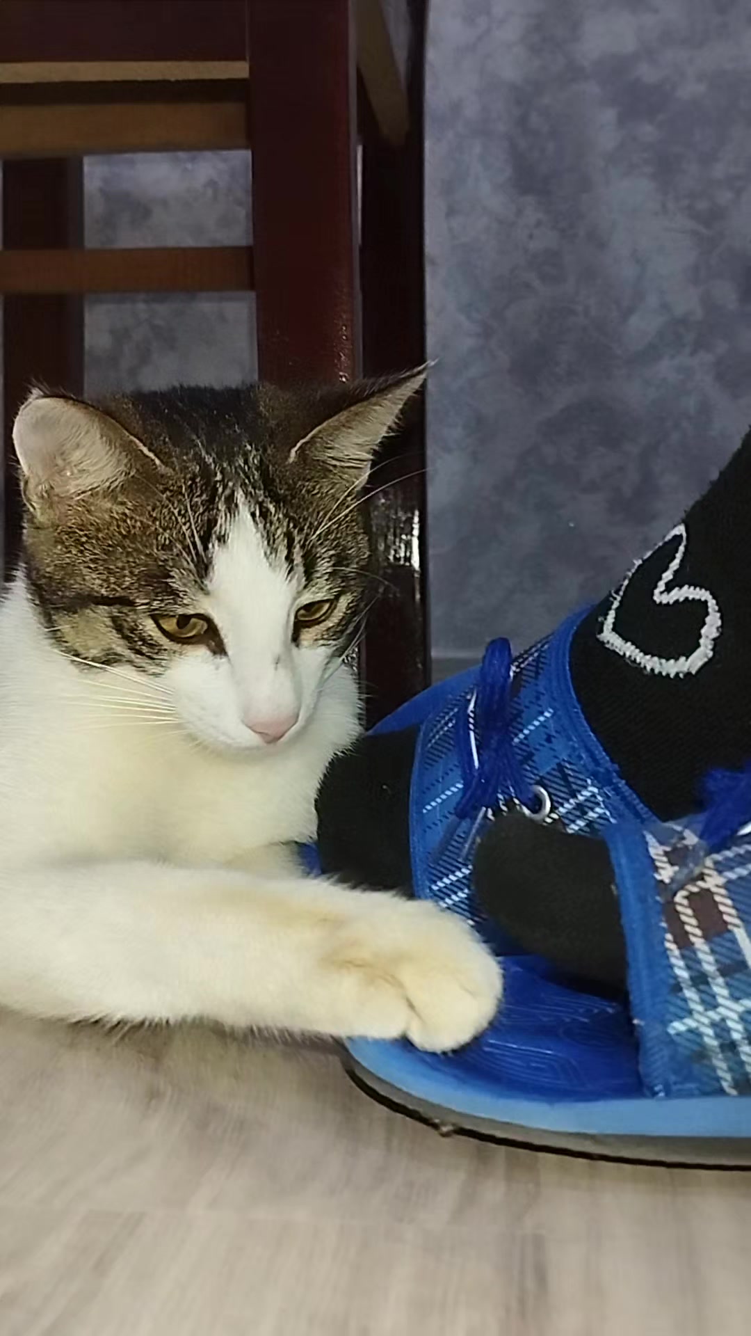 @🐾