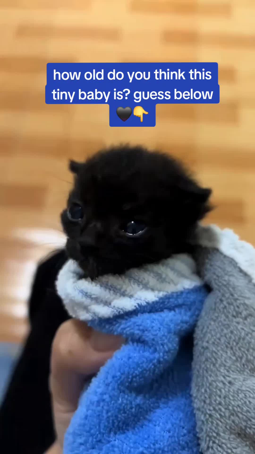 @catnipcrazee