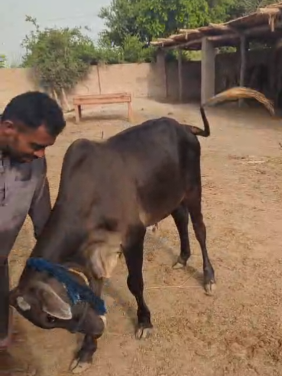 @Larkana Cattle Farm