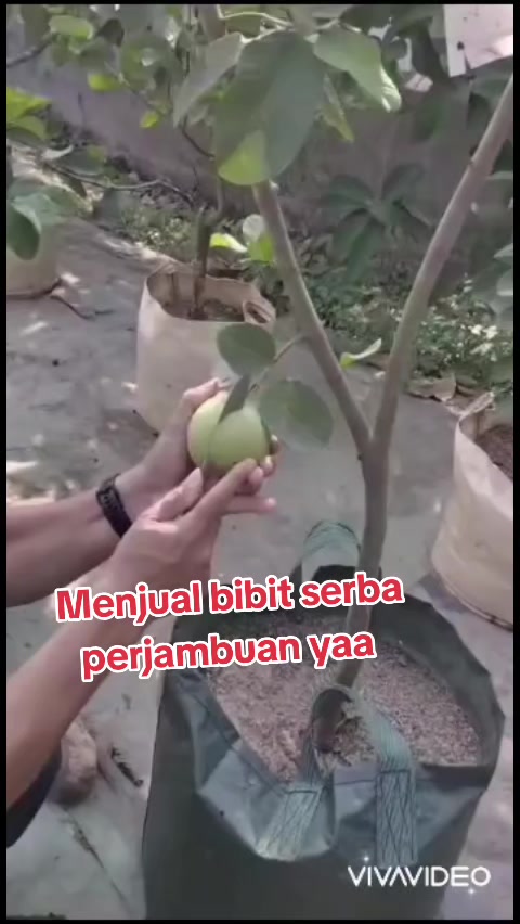 @Bibit khusus samarinda