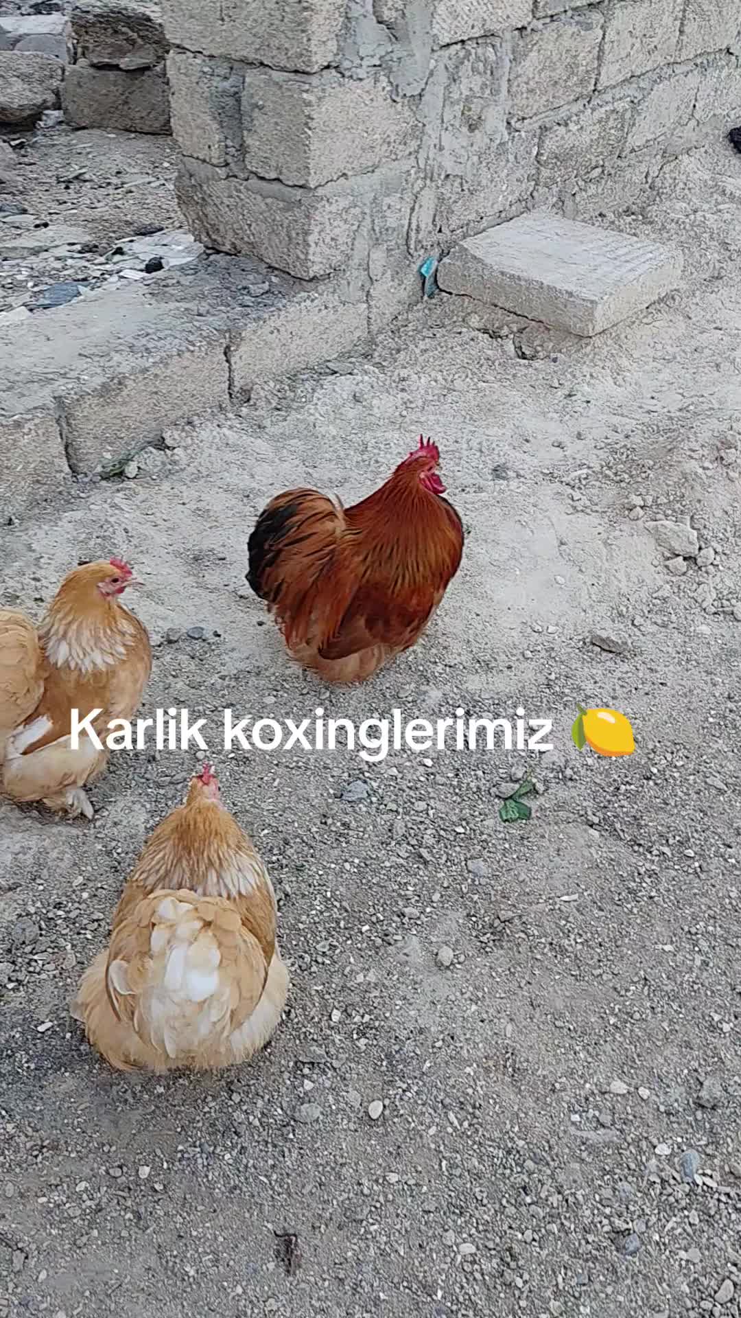@MAŞTAĞA_QUŞCULUĞ