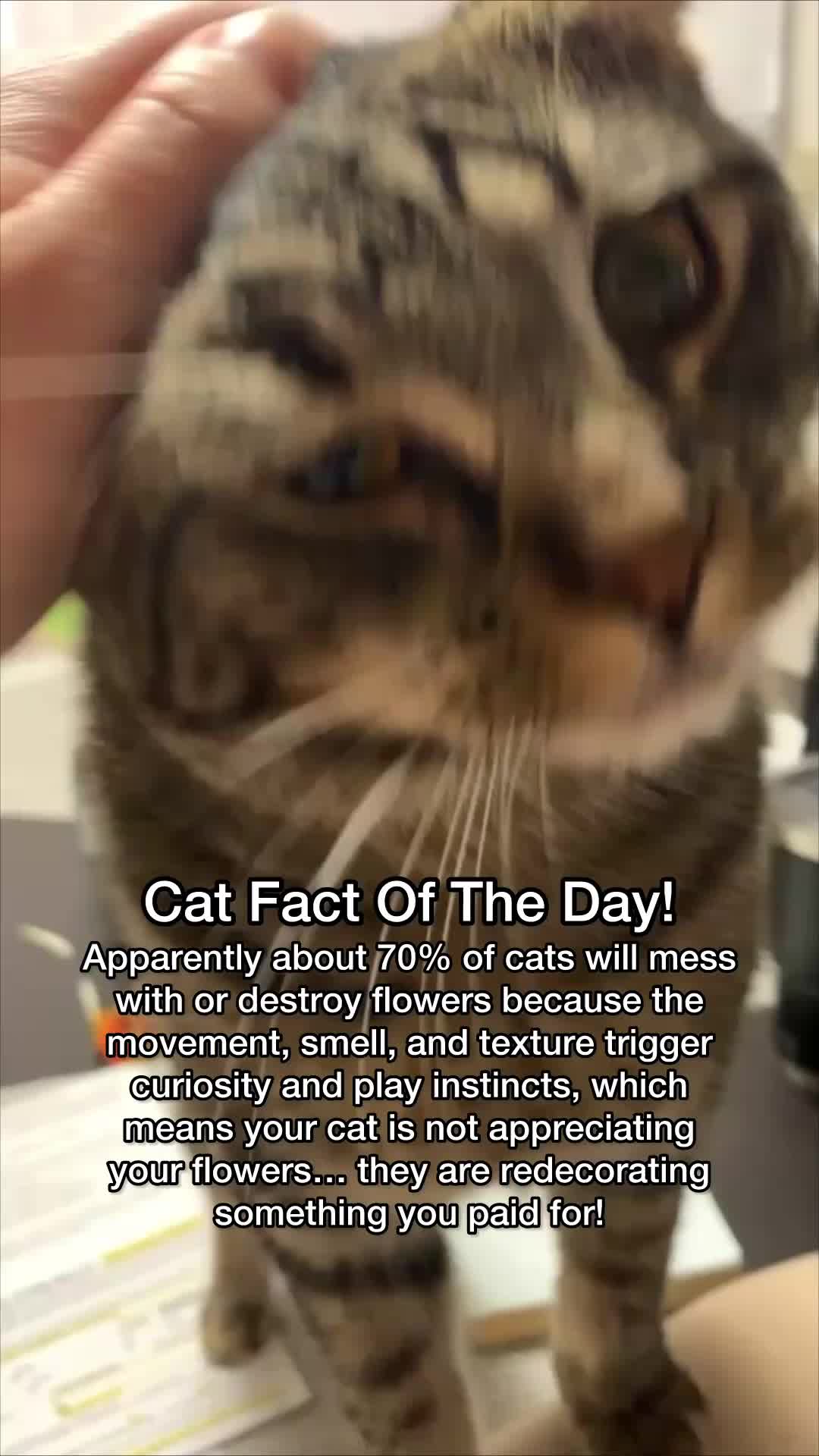 @Chip The Manx